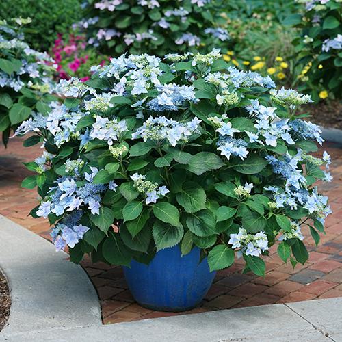 Hydrangea Serrata Tuff Stuff Ah Ha - View 16 from www redcrocus com