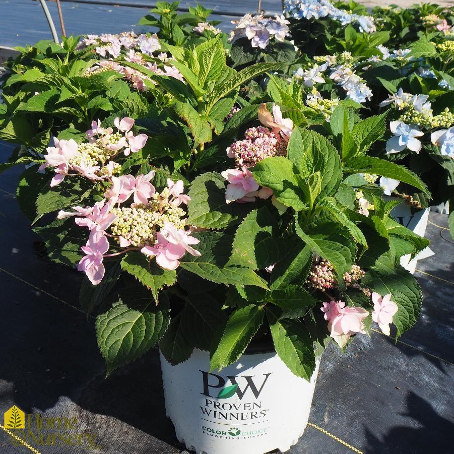 Hydrangea Serrata Tuff Stuff Ah Ha - View 18 from www redcrocus com