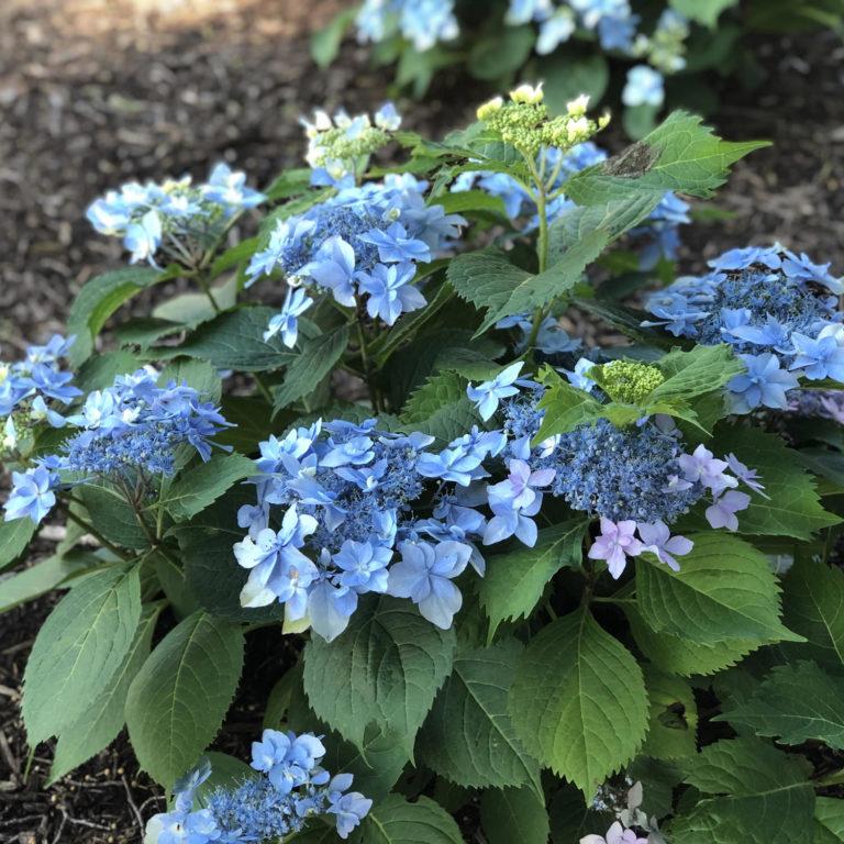 Hydrangea Serrata Tuff Stuff Ah Ha - View 19 from www redcrocus com
