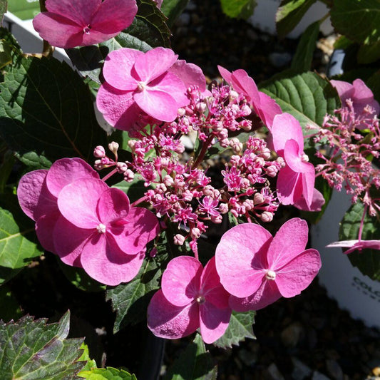 Hydrangea Serrata Tuff Stuff Ah Ha - View 1 from www redcrocus com