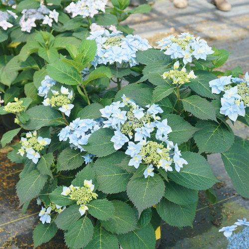 Hydrangea Serrata Tuff Stuff Ah Ha - View 2 from www redcrocus com