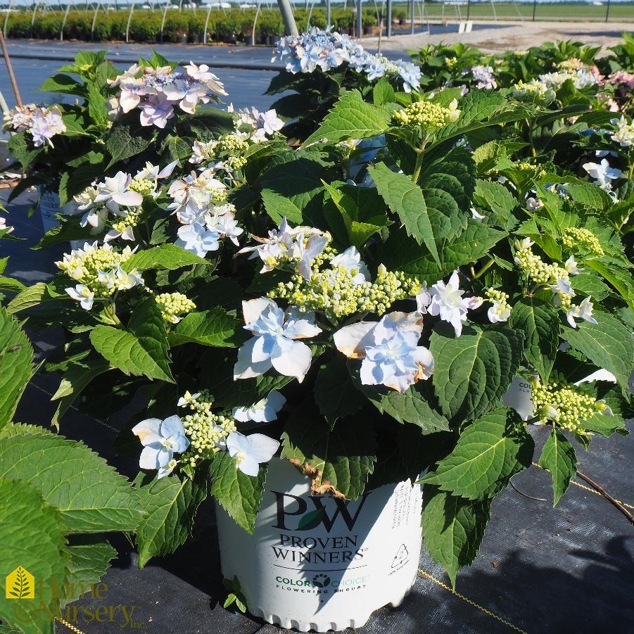 Hydrangea Serrata Tuff Stuff Ah Ha - View 6 from www redcrocus com