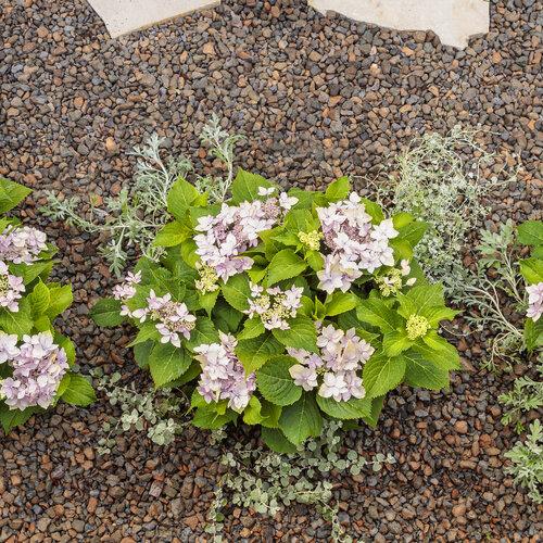Hydrangea Serrata Tuff Stuff Ah Ha - View 8 from www redcrocus com