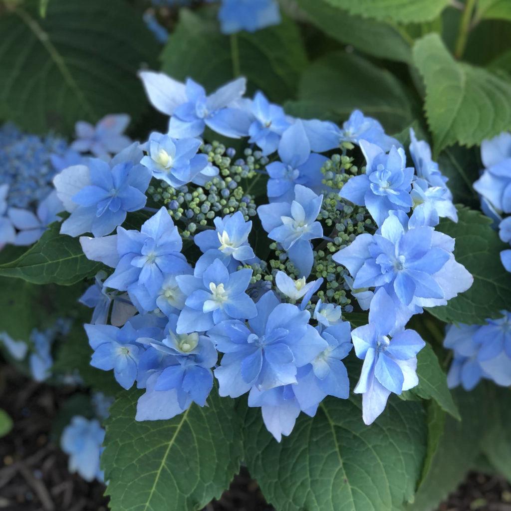 Hydrangea Serrata Tuff Stuff Ah Ha - View 9 from www redcrocus com