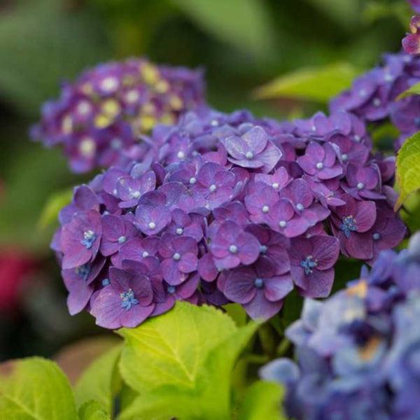 Hydrangea Macrophylla Summer Crush - View 14 from www redcrocus com