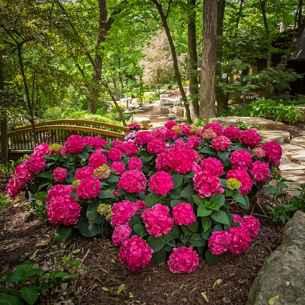 Hydrangea Macrophylla Summer Crush - View 14 from www redcrocus com