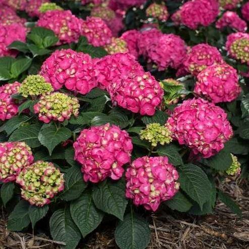 Hydrangea Macrophylla Summer Crush - View 15 from www redcrocus com