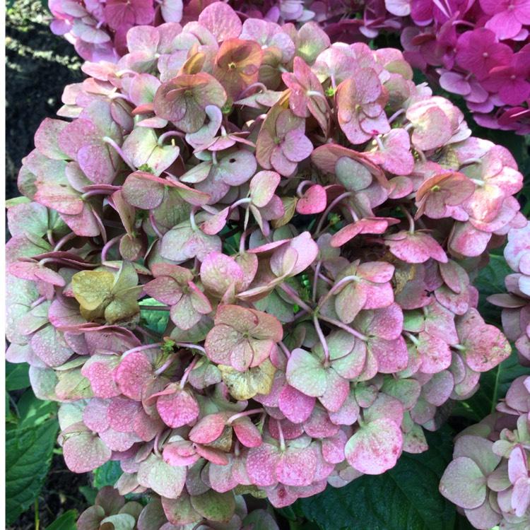 Hydrangea Macrophylla Summer Crush - View 19 from www redcrocus com