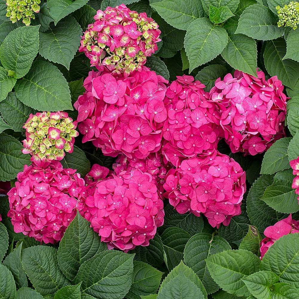 Hydrangea Macrophylla Summer Crush - View 1 from www redcrocus com