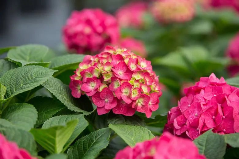 Hydrangea Macrophylla Summer Crush - View 8 from www redcrocus com
