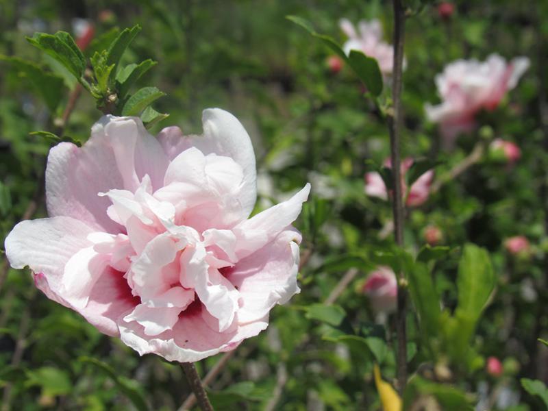 Hibiscus Syriacus Strawberry Smoothie - View 13 from www redcrocus com