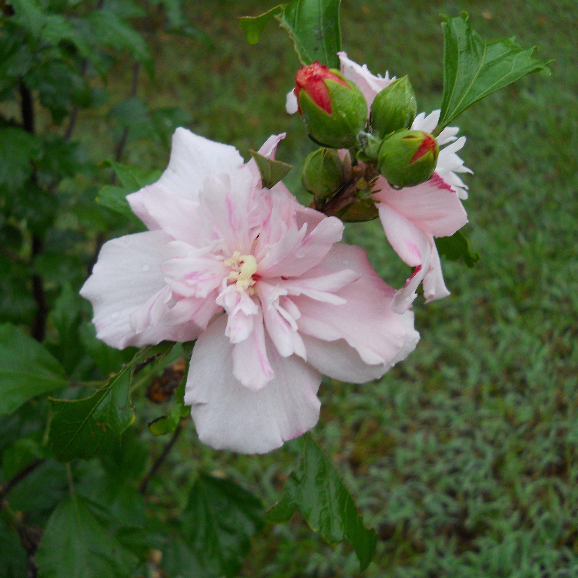 Hibiscus Syriacus Strawberry Smoothie - View 1 from www redcrocus com