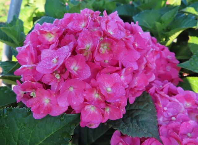 Hydrangea Macrophylla Summer Crush - View 10 from www redcrocus com