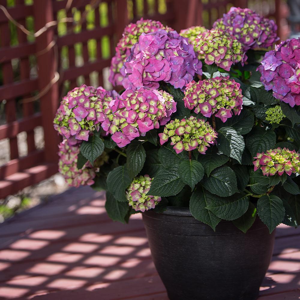 Hydrangea Macrophylla Summer Crush - View 7 from www redcrocus com