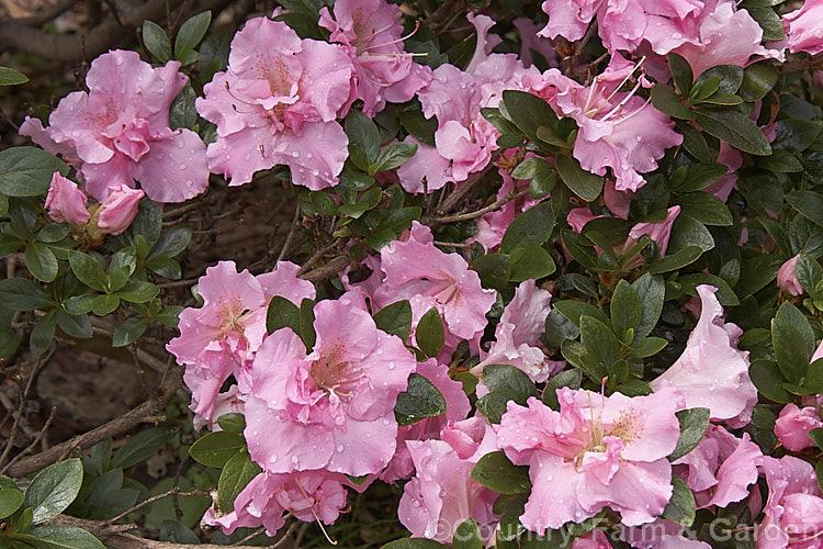 Azalea Lady Robin - View 11 from www redcrocus com