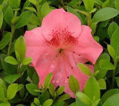 Azalea Lady Robin - View 1 from www redcrocus com