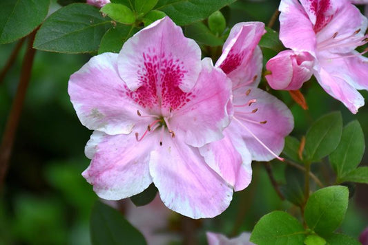 Azalea Lady Robin - View 2 from www redcrocus com