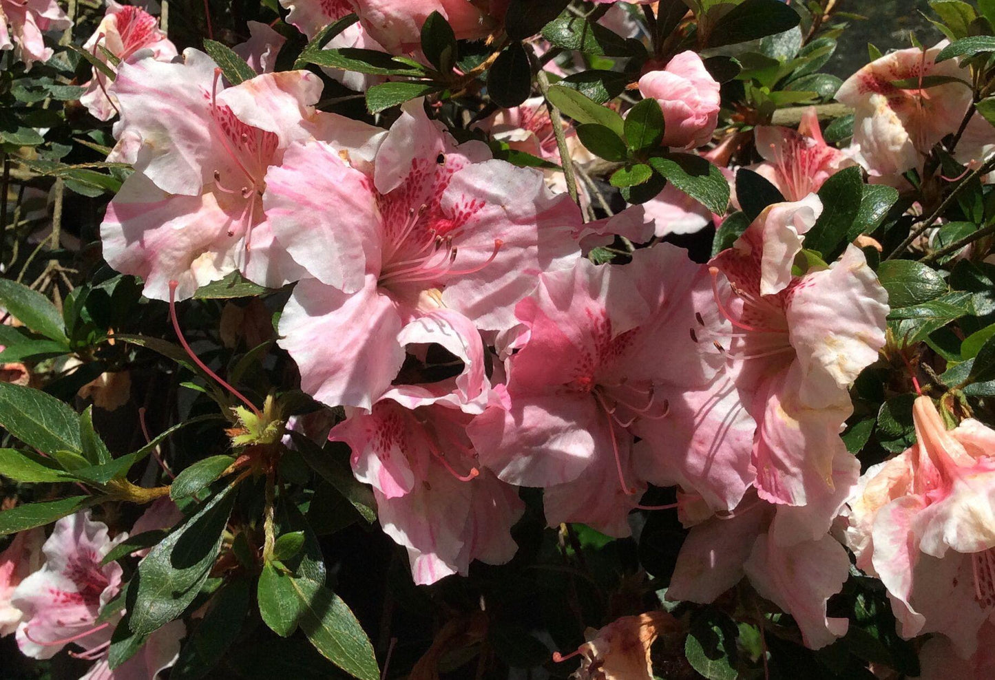 Azalea Lady Robin - View 3 from www redcrocus com