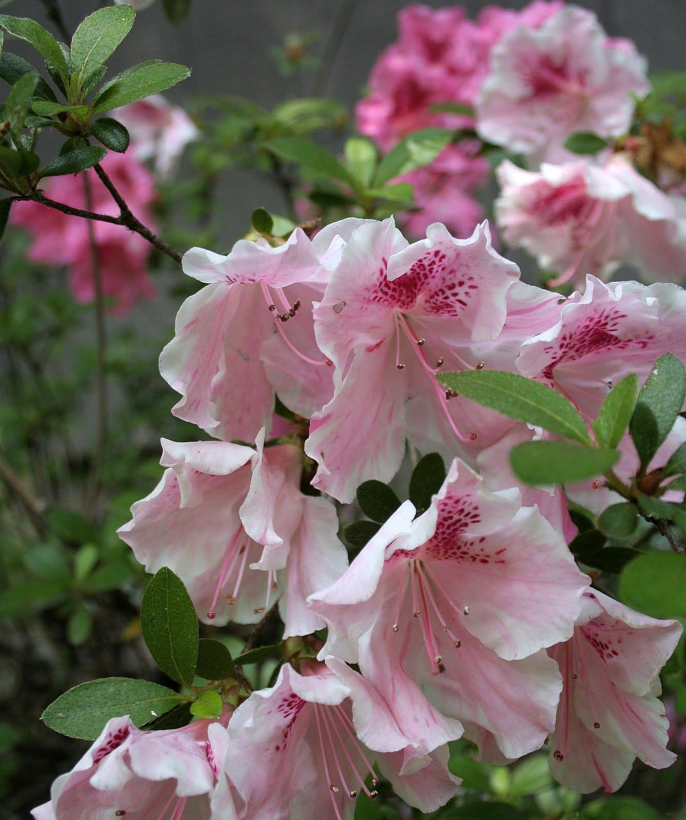 Azalea Lady Robin - View 5 from www redcrocus com
