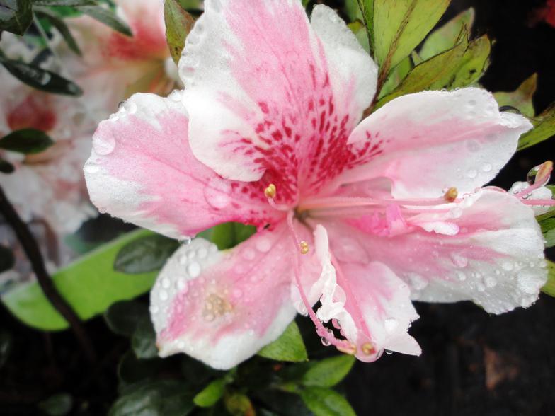 Azalea Lady Robin - View 6 from www redcrocus com