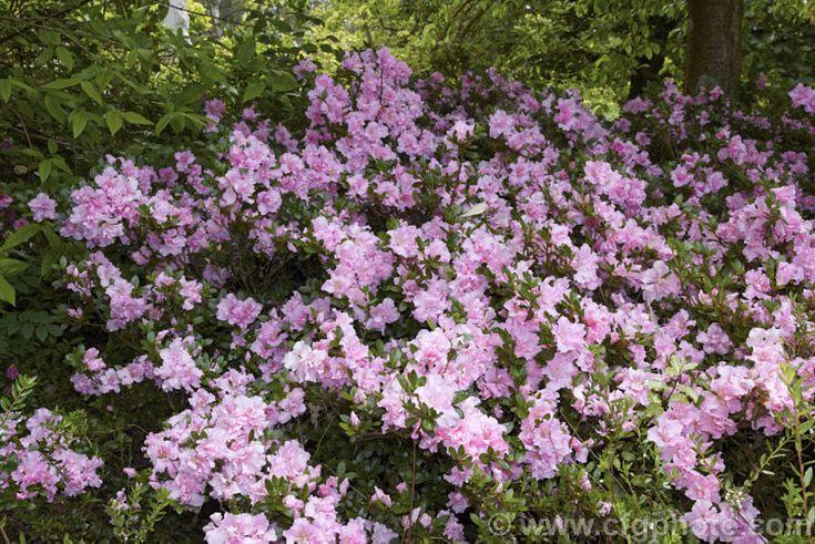 Azalea Lady Robin - View 7 from www redcrocus com