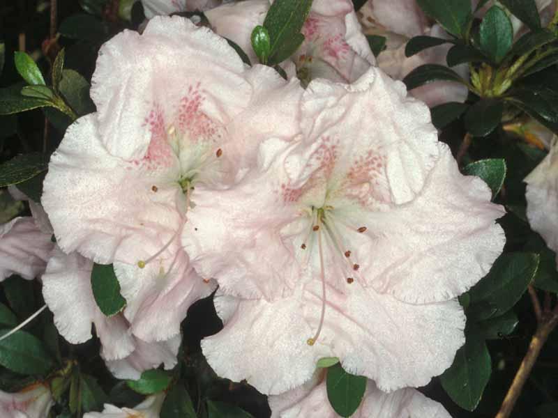 Azalea Lady Robin - View 8 from www redcrocus com