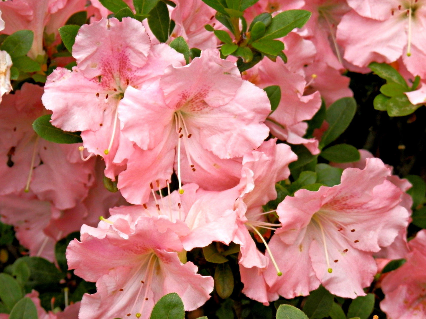 Azalea Lady Robin - View 9 from www redcrocus com
