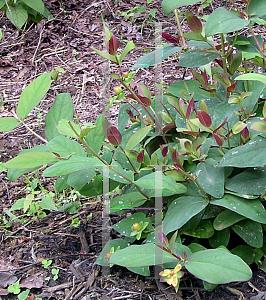 Hypericum Albury Purple - View 11 from www redcrocus com