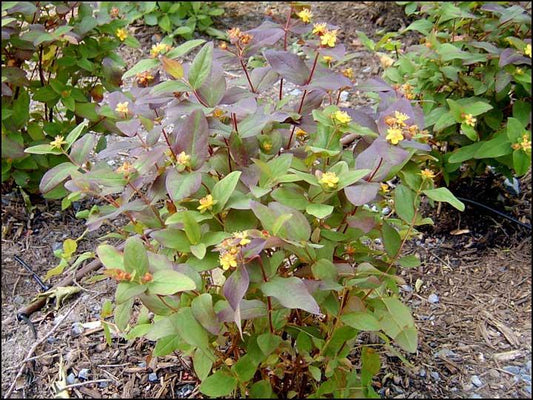 Hypericum Albury Purple - View 13 from www redcrocus com