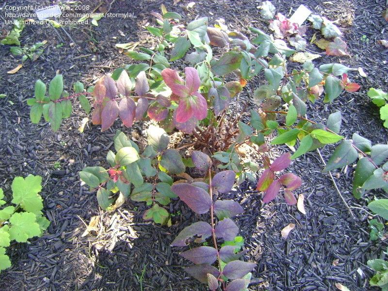 Hypericum Albury Purple - View 14 from www redcrocus com