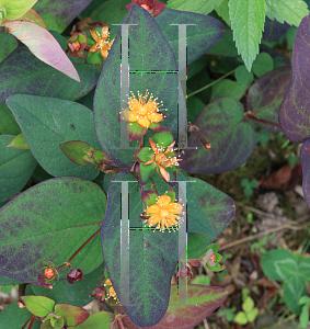 Hypericum Albury Purple - View 16 from www redcrocus com