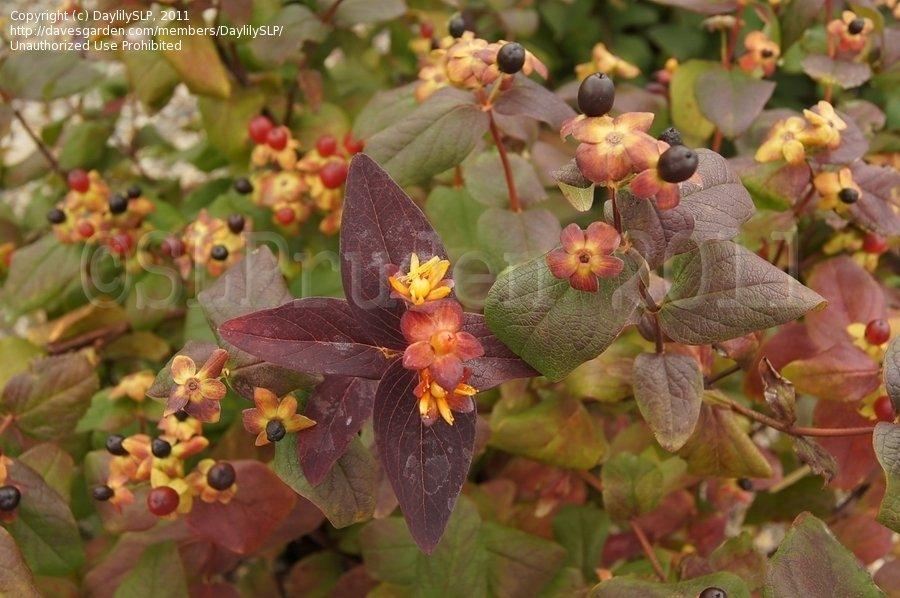 Hypericum Albury Purple - View 2 from www redcrocus com