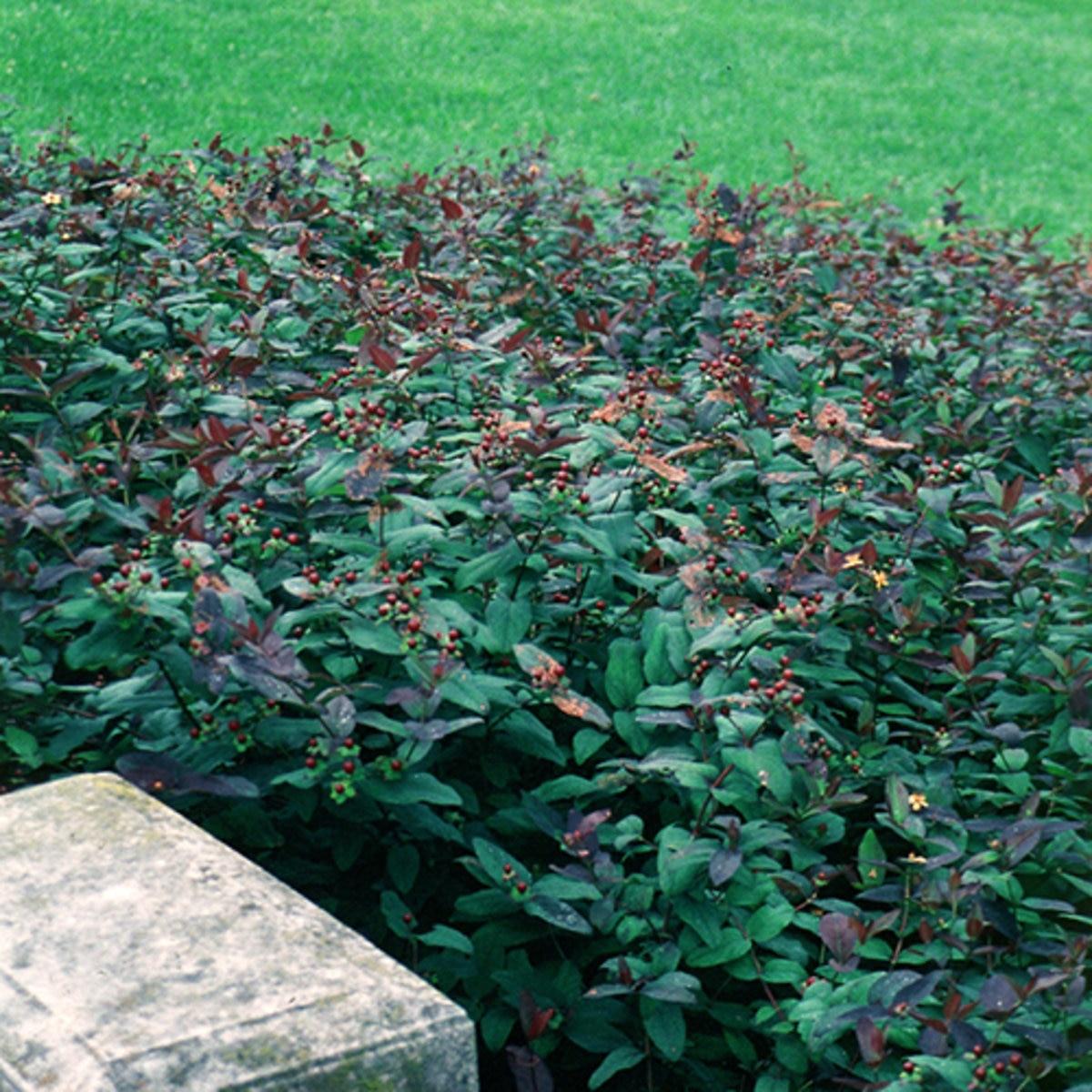 Hypericum Albury Purple - View 3 from www redcrocus com
