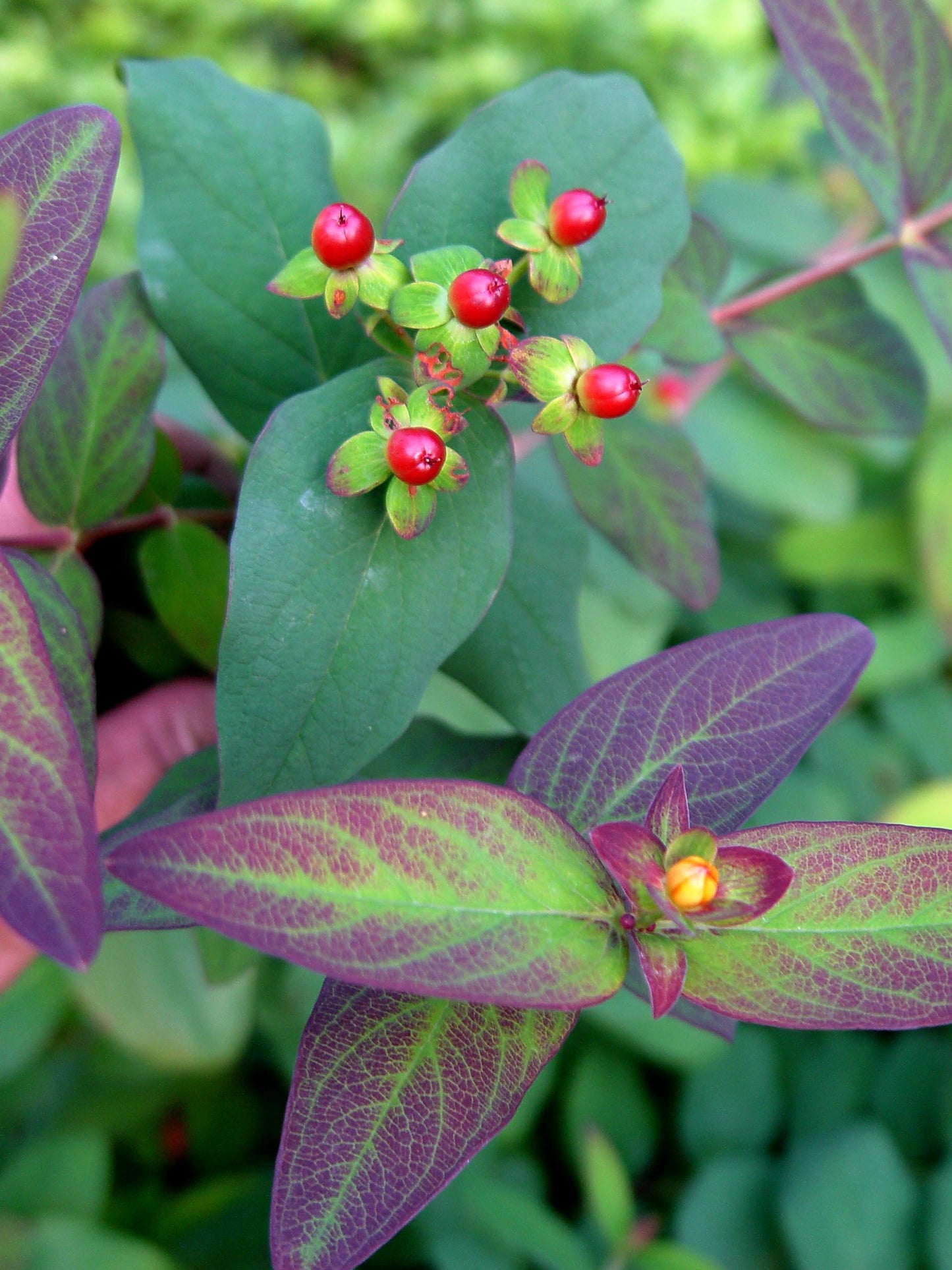 Hypericum Albury Purple - View 4 from www redcrocus com