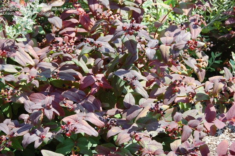 Hypericum Albury Purple - View 5 from www redcrocus com