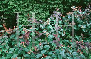 Hypericum Albury Purple - View 6 from www redcrocus com