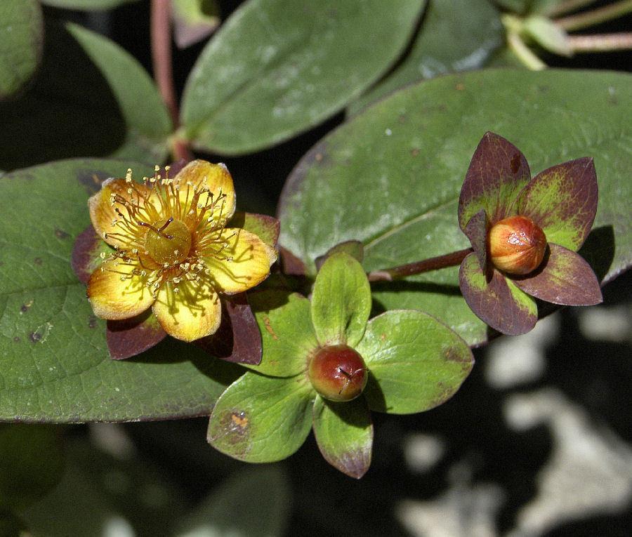 Hypericum Albury Purple - View 8 from www redcrocus com