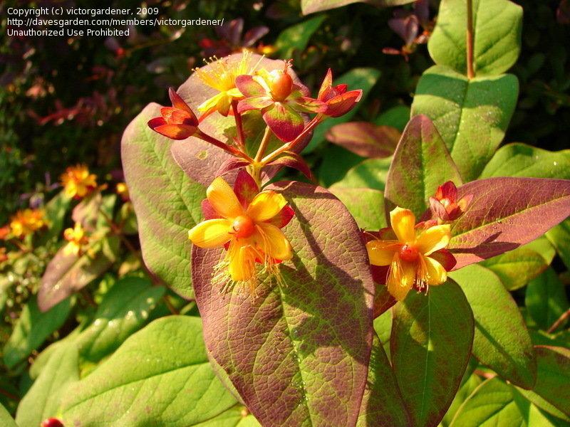 Hypericum Albury Purple - View 9 from www redcrocus com