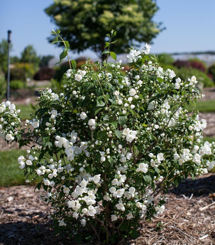Philadelphus Virginalis Snow White - View 12 from www redcrocus com