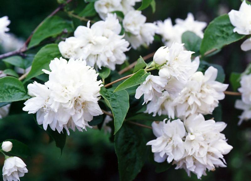 Philadelphus Virginalis Snow White - View 14 from www redcrocus com