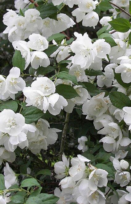 Philadelphus Virginalis Snow White - View 15 from www redcrocus com