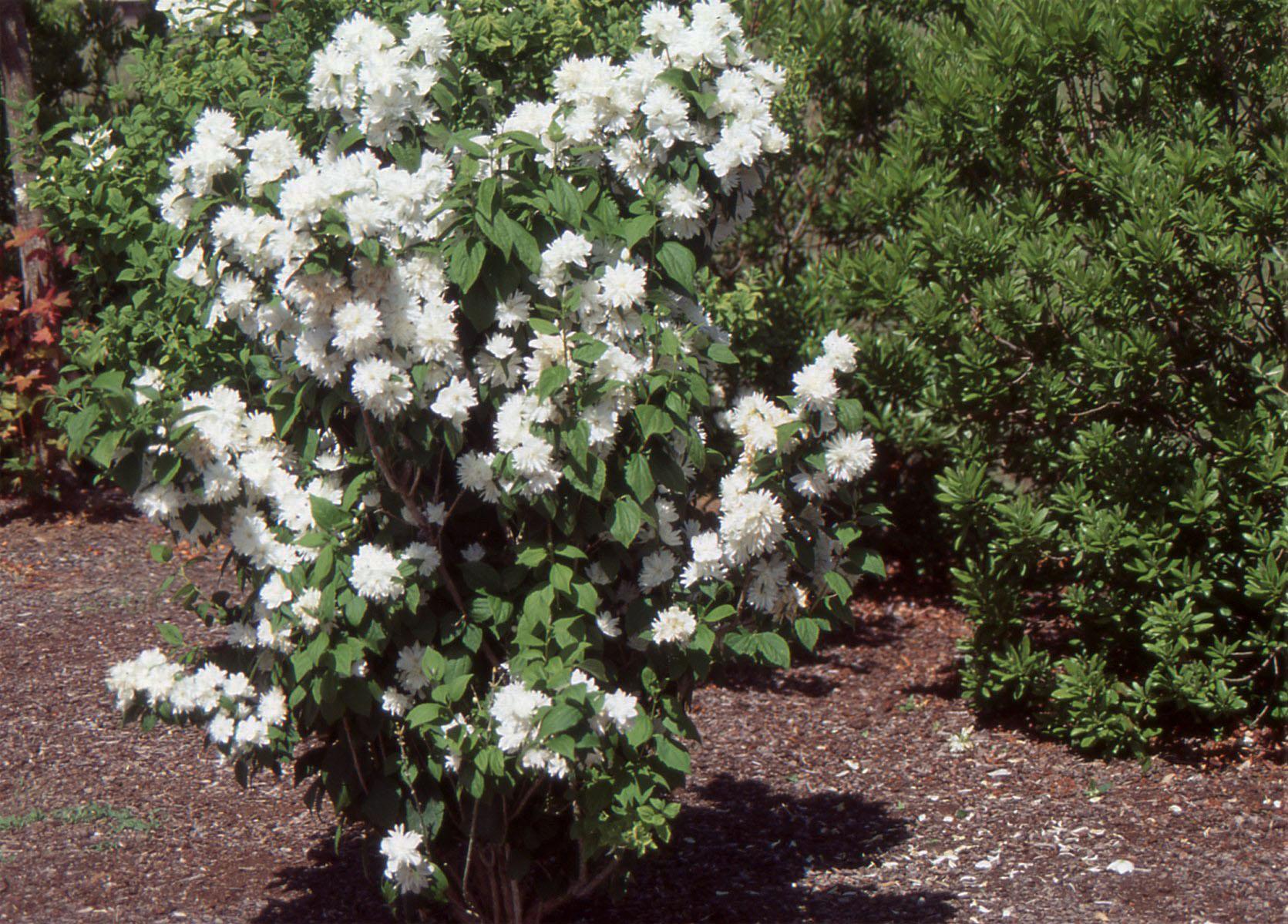 Philadelphus Virginalis Snow White - View 16 from www redcrocus com