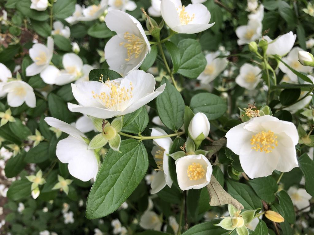 Philadelphus Virginalis Snow White - View 17 from www redcrocus com