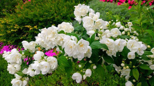 Philadelphus Virginalis Snow White - View 1 from www redcrocus com