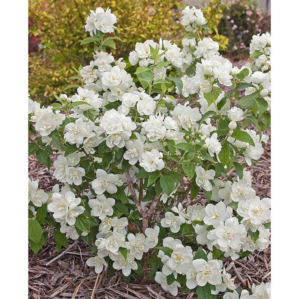 Philadelphus Virginalis Snow White - View 2 from www redcrocus com