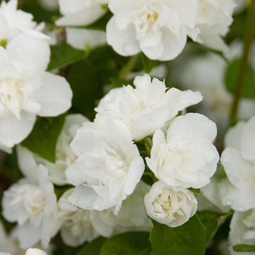 Philadelphus Virginalis Snow White - View 3 from www redcrocus com