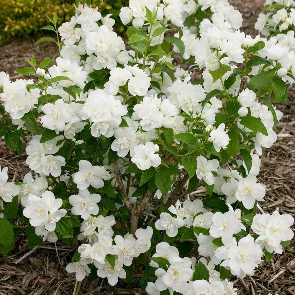 Philadelphus Virginalis Snow White - View 4 from www redcrocus com
