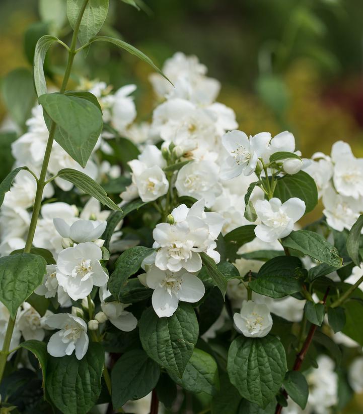 Philadelphus Virginalis Snow White - View 5 from www redcrocus com