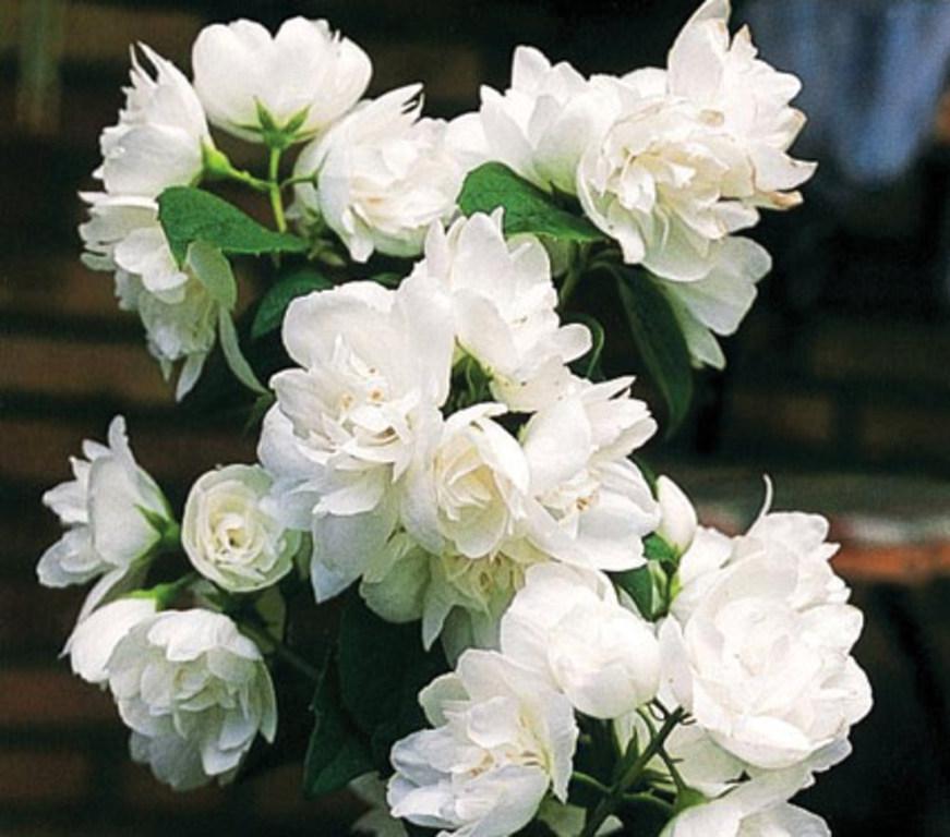 Philadelphus Virginalis Snow White - View 6 from www redcrocus com