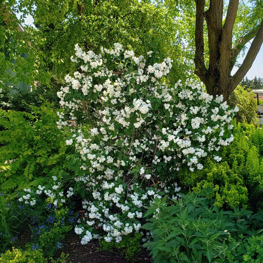 Philadelphus Virginalis Snow White - View 7 from www redcrocus com